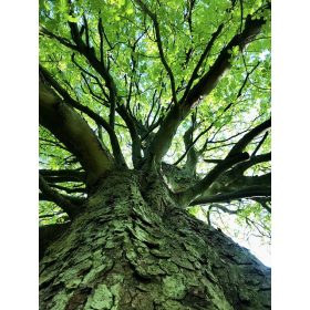 Szelídgesztenye fa, melyből közepesen égetett fachips készül