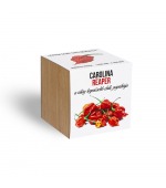 Carolina reaper, a legerősebb chili paprika - ajándék növény fa kaspóval