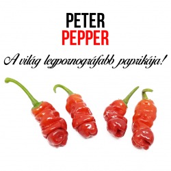 Peter Pepper, a pajzán chili paprika - ajándék növény fa kaspóval